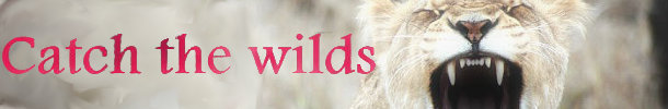 catch the wilds for free spins